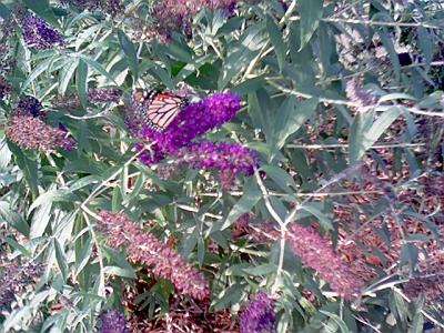 butterfly_purple_flowers.jpg
